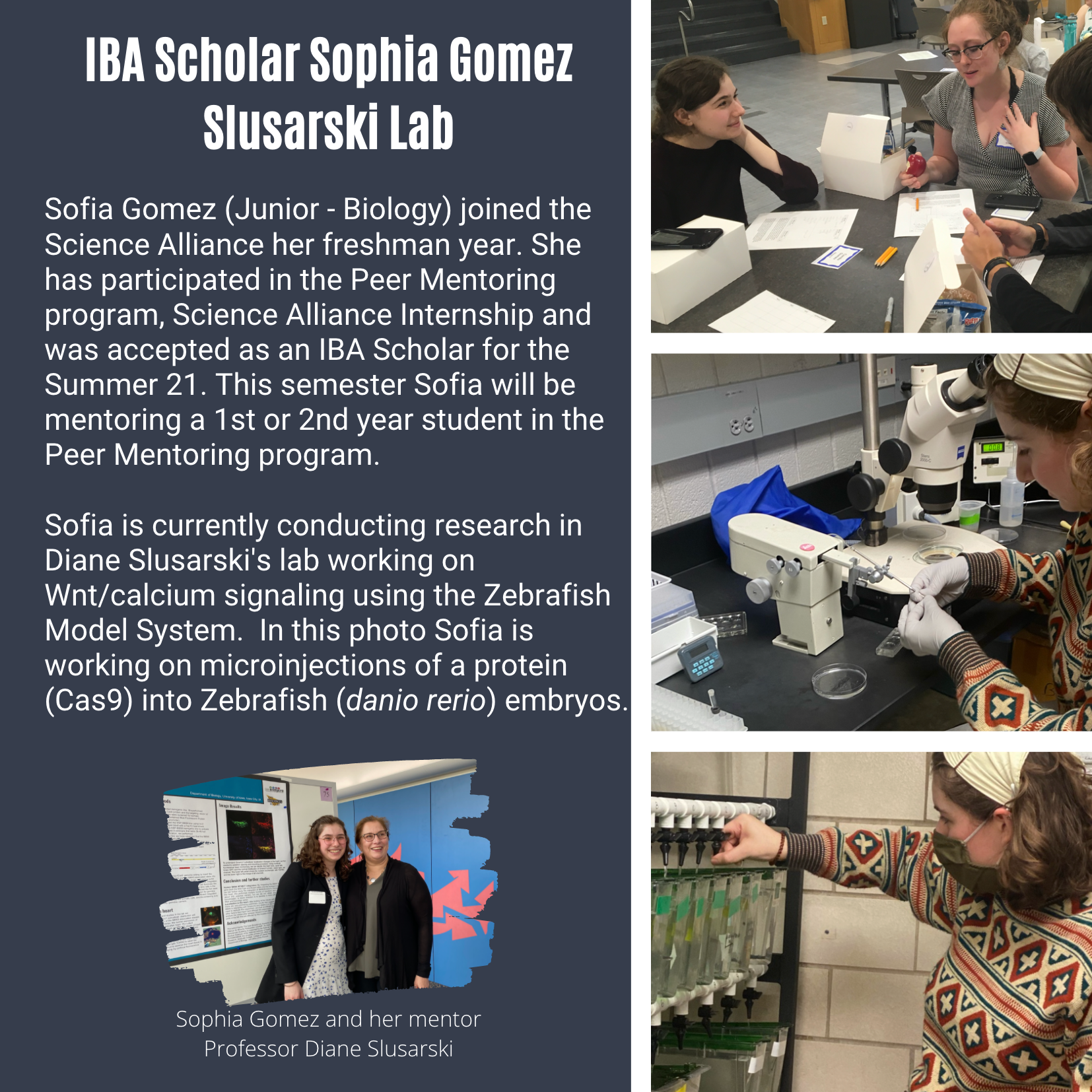 Poster of student Sophia Gomez and her work with Diane Slusarski in the Slusarski Lab.