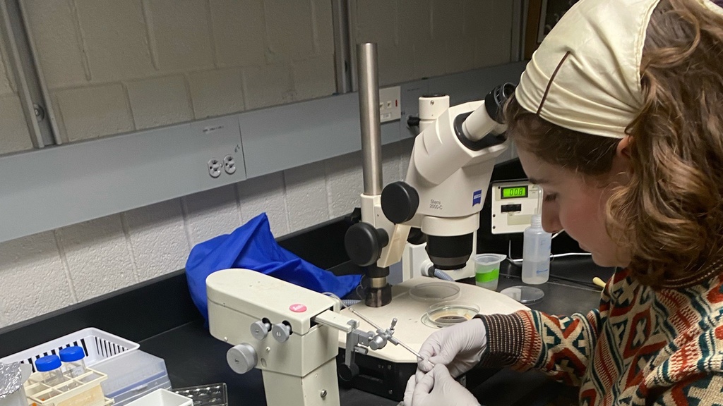 Student working at a microscope in a lab